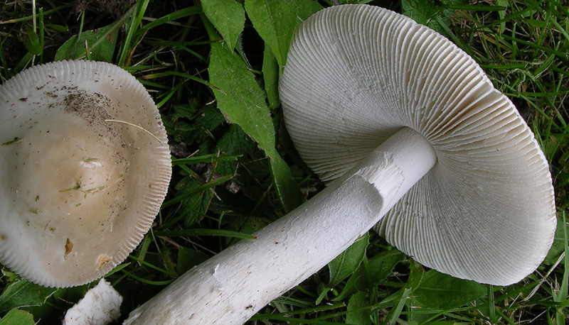 Prime Amanita rubescens e vaginata